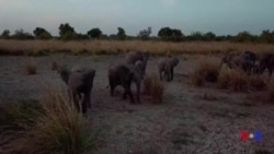 Le parc national de la Pendjari reprend vie au Bénin (vidéo)