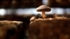 Mushroom Hunting Gains Popularity in US