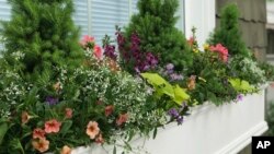 Window box garden is a great way for people with little outdoor space to grow plants. This undated image shows a window box in Richmond, Va. (Photo by Contained Creations via AP)