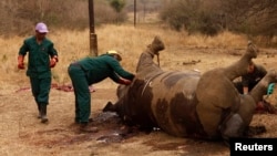 Workers examine a dead rhino after poachers killed it for its horn. (Kruger National Park, Kenya, 2011)