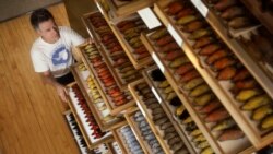 Field Museum ornithologist and collections manager emeritus David Willard, who measured all of the more than 70,000 migratory birds analyzed in the study. Image credit: Field Museum, John Weinstein.