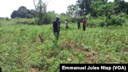 Dans un champs créé par l'ex migrant au village Biyaga, le 3 décembre 2017. (VOA/Emmanuel Jules Ntap)