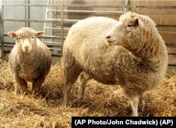 FILE: Dolly, right, the first cloned sheep seen in this 1997 photo. (AP Photo/John Chadwick)