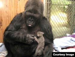 Koko adopted two kittens on her 44th birthday — Ms. Gray and Ms. Black. She nurtured and protected them as if they were her own babies. (Gorilla Foundation)