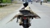 Un pécheur porte un requin sur sa moto à Padang, West Sumatra, Indonésie, 25 août 2016