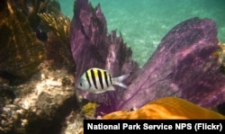 Underwater view at Dry Tortugas National Park NPS Photo taken by John Dengler