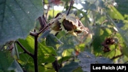 In this image provided by Lee Reich shows hazelnut plants in New Paltz, NY. In late summer, gardeners and animals wait for hazelnuts to become ready to eat. (Lee Reich via AP)