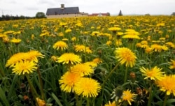 A field of dandelions bloom in a farmer's field in East Montpelier, Vermont, May 23, 2013 . (AP Photo/Toby Talbot)