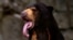 Somnang, a Malayan sun bear, sticks his tongue out as he sits in its enclosure at Edinburgh Zoo, Scotland July 7, 2010. REUTERS/David Moir/File Photo
