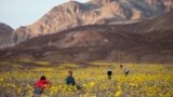 Tourists take picture of wildflowers near Badwater Basin in Death Valley, California (February 24, 2016) 