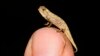 Report: Newly Found Chameleon May Be World’s Smallest Reptile