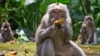 With Lack of Visitors, Bali Monkeys Raid Homes of Villagers