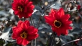 This undated image provided by All-America Selections shows Dahlia Black Forest Ruby, an AAS-winning plant for 2025. (All-America Selections via AP)
