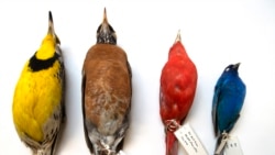 Some of the birds collected at Chicago's McCormick Place that are in the Field Museum collections, including an eastern meadowlark (far left) and an indigo bunting (far right). Image credit: Field Museum, Karen Bean.