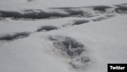 Yeti footprint?