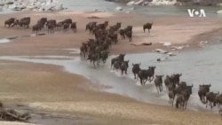 ဇီဝမျိုးကွဲတွေထိန်းသိမ်းရေး ရှေ့လမ်းစဥ်တွေ ကုလချမှတ်