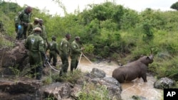 Kenya Wildlife Service rangers and capture team pull out a sedated black rhino from the water in Nairobi National Park, Kenya, on Jan. 16, 2024. (AP Photo/Brian Inganga, File)