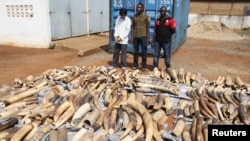 FILE - A Vietnamese man identified as Huu Dinh Khao (L) and two Togolese men stand next to a haul of ivory tusks after being seized by security forces at the port of Lome, Jan. 28, 2014. (REUTERS/Noel Kokou)