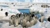 Study: Lack of Ice Threatens Young Penguins