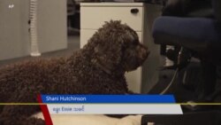 အိမ်မွေးခွေးတွေကို ရုံးခေါ်လာခွင့်ပြုတဲ့ ဩဇီကရုံးတခု
