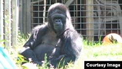 In this photo taken on May 13, 2008, Koko enjoys a day in the springtime sun at the Gorilla Foundation in California's Santa Cruz Mountains. (Photo: Ron Cohn for the Gorilla Foundation)