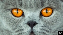 A British Shorthair is judged cat at a cat exhibition in Erfurt, Germany, Sunday, June 2, 2019. (AP Photo/Jens Meyer)
