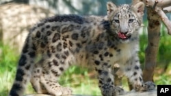 In this Tuesday, Sept. 12, 2017, photo, an endangered snow leopard cub explores it's enclosure the Los Angeles Zoo, in California. (AP Photo/Richard Vogel)