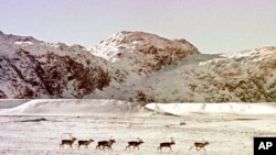 A herd of "tuktu," the Inuktitut word for caribou, move across the tundra in the Opingivik area of Baffin Island, Canada, March 2, 1999. (AP Photo/Stephan Savoia)