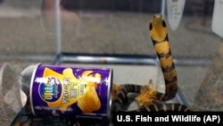 امریکا ته په قاچاقي توګه د چپسو په قطۍ کې د کفچه یا کوبرا مار لېږل شوی وو چې بیا د پولیسو لخوا ونیول شو