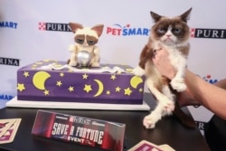 Grumpy Cat celebrated her sixth birthday in New York City, April 2018. (Purina)