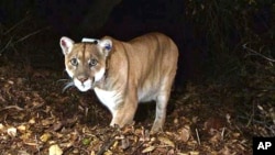 This November 2014 file photo provided by the U.S. National Park Service shows a mountain lion known as P-22, photographed in the Griffith Park area near downtown Los Angeles. (National Park Service, via AP, File)