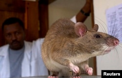 This is an African Giant Pouch Rat. While they may not be loved, this rat is being trained to find disesases.