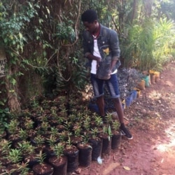 In this Jan. 13, 2020 photo provided by Sebulime Enock, Mulindwa Moses prepares tree saplings for planting in Naayla, Uganda.