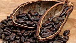 Chocolate is not just good. It's good for your brain. (Seeds from the cacao tree.)