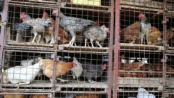 Chickens for sale are seen in cages at Kibuye market in Uganda’s capital Kampala, as local media report the detection of bird flu or avian influenza in Kampala, Jan. 17, 2017.