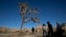 People visit Joshua Tree National Park in Southern California's Mojave Desert, Thursday, Jan. 10, 2019. (AP Photo/Jae C. Hong)