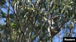Lucy, an adult female Koala sits in a eucalyptus tree planted by Bangalow Koalas in Australia. (Saul Goodwin/Handout via REUTERS)