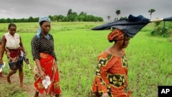 Des semences améliorées locales seront fournies aux agriculteurs en Guinée (AP)