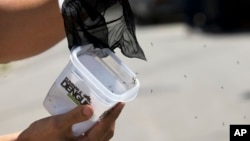In this file photo from 2014, a technician releases mosquitoes that are infected with a dengue-blocking bacteria called "Wolbachia" in the Tubiacanga neighborhood of Rio de Janeiro, Brazil. (AP Photo/Silvia Izquierdo, File)