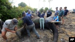 Un éléphant, abattu par une fléchette par des barconniers à Lilongwe, est mesuré par African Parks, qui gère trois réserves malawiennes le mardi 12 juillet 2016 photo, (AP Photo / Tsvangirayi Mukwazhi)