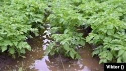 Potatoes in furrows with water after heavy rain