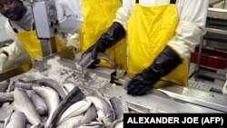 Des employés d'une usine de pêche en Namibie lavent et emballent des poissons avant de les expédier en Europe, le 11 novembre 2004. (Photo: Alexander Joe / AFP)