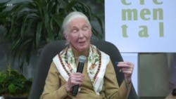 သဘာဝပတ်ဝန်းကျင်အရေး ကလေးတွေနဲ့လက်တွဲလုပ်ကိုင်နေသူ Jane Goodall