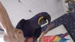 Parrots for The Price of A Car at Exotic Bird Store in Virginia