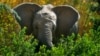 Zimbabwe: 60 personnes tuées par des éléphants cette année 