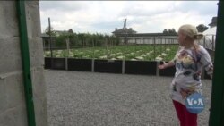 Як США допомагають українським фермерам розвивати бізнес? Відео.