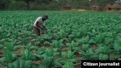 Crops in Zimbabwe