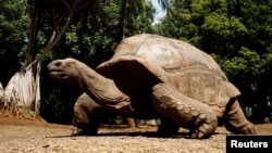 An Aldabra giant tortoise looks at visitors at the La Vanille Nature Park in Riviere des Anguilles, Mauritius, August 19, 2019. (REUTERS PHOTO/Benoit Tessier 