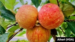 Apples are symbolic. We use them in many English expressions. 