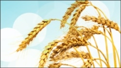 Urgent Move to Freeze DNA Before Creatures Die Off